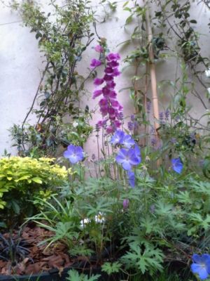 Mini jardin terrasse Montreuil 12